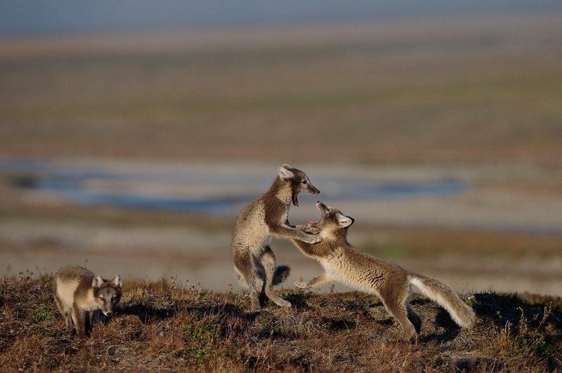 Молодые песцы у норы.photo preview