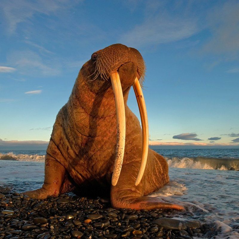 Моржphoto preview