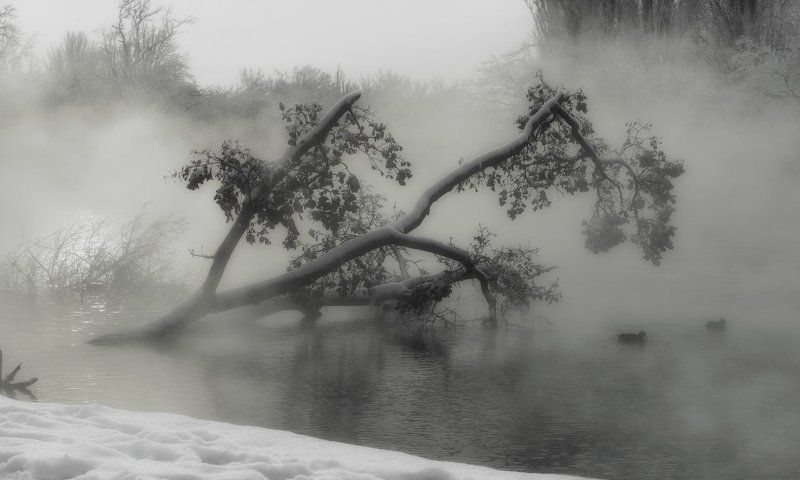 Про знакомую корягуphoto preview