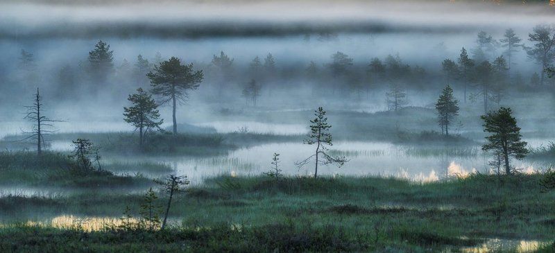 Болота, туман и белые ночи.photo preview