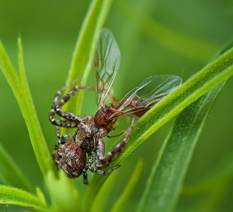 Конец охоты ...photo preview