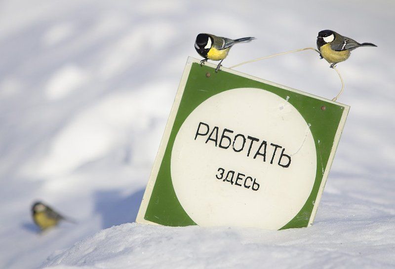 Закончились новогодние праздники:)photo preview