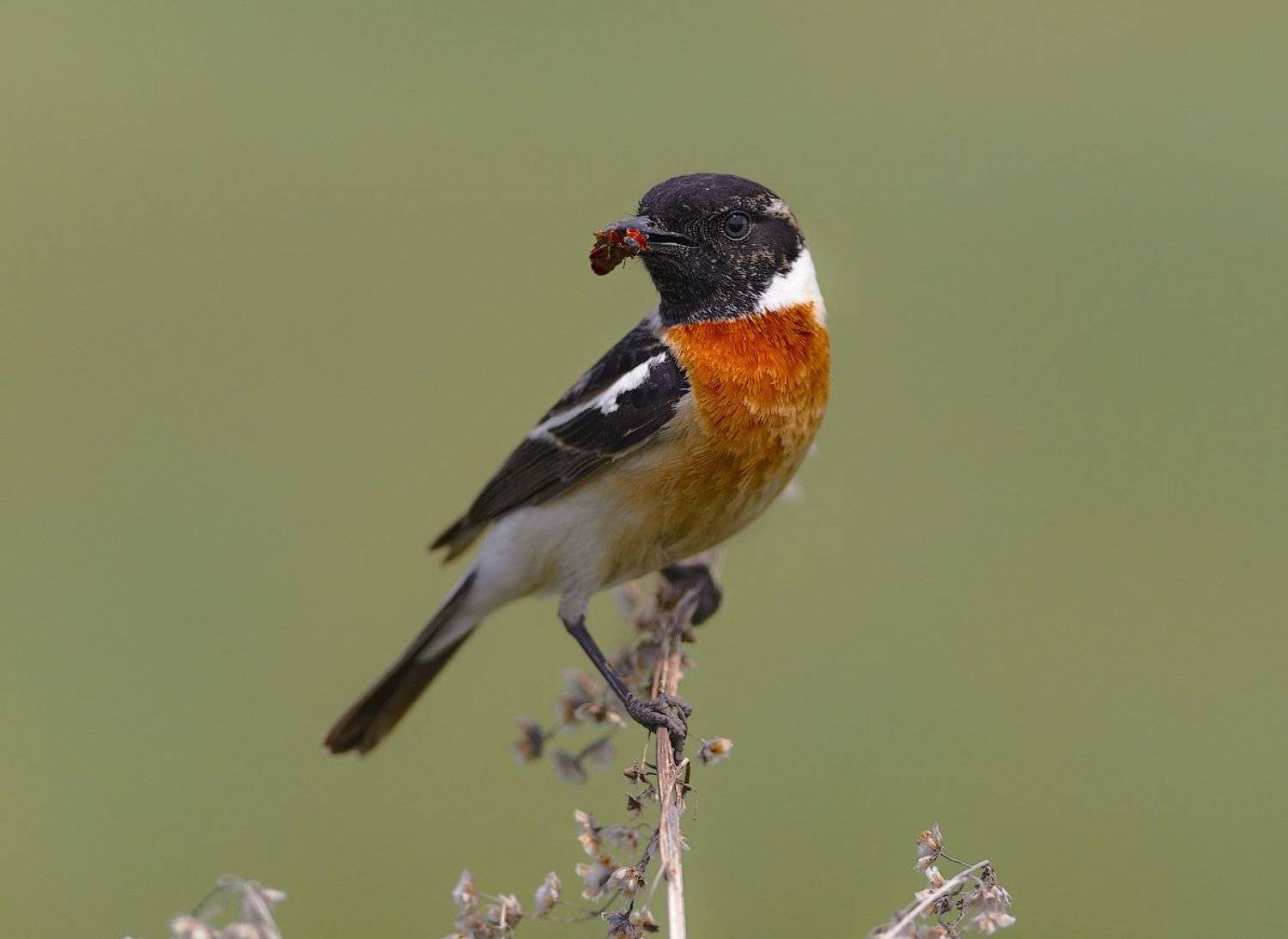 Saxicola torquata, Птицы, Чекан черноголовый, holod