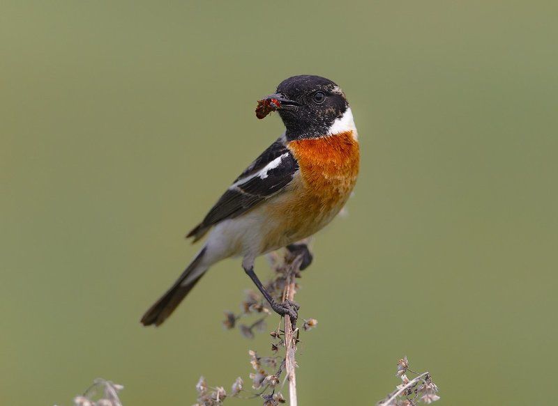Saxicola torquata, Птицы, Чекан черноголовый Внимательноphoto preview