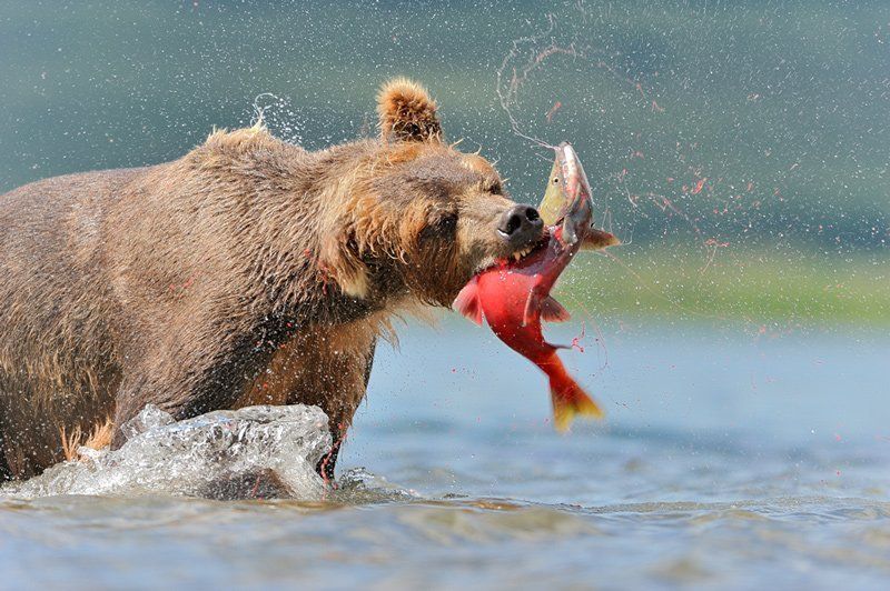 Поймалphoto preview