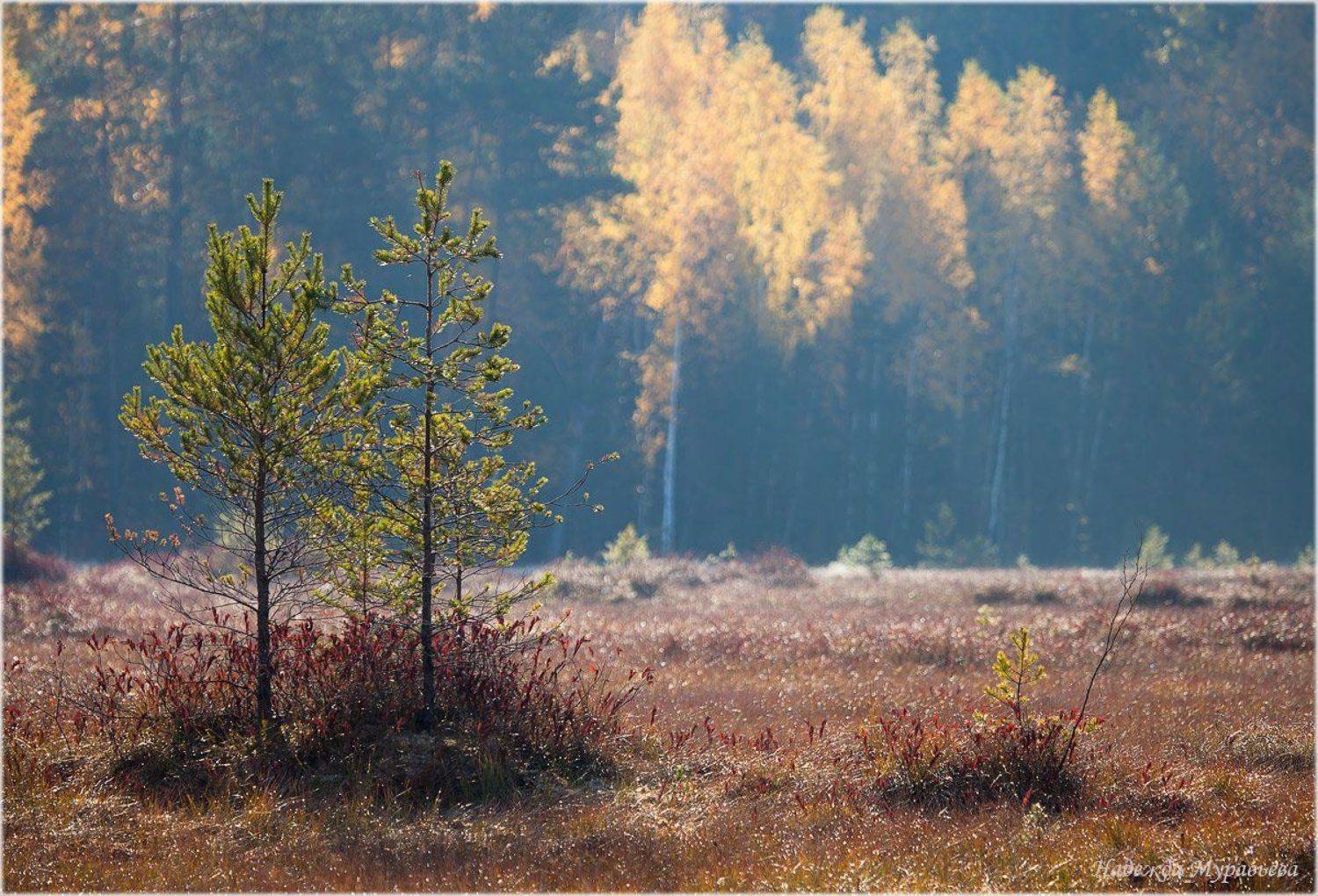 Вспоминая осень. Автор: Надежда Муравьёва , Надежда Муравьёва
