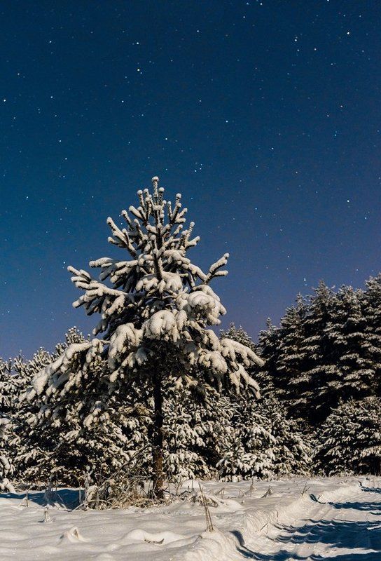 Сон в лунную ночьphoto preview