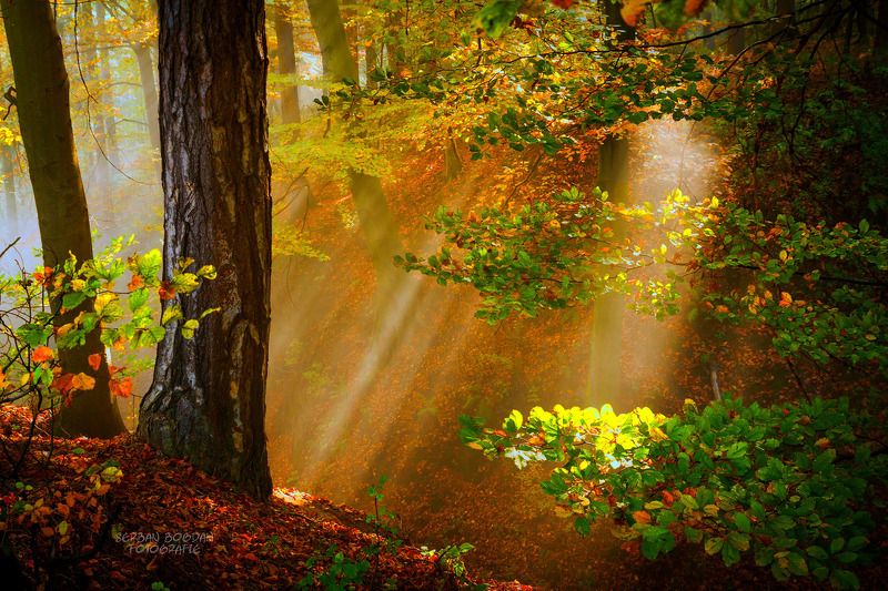 Corner of a meadowphoto preview