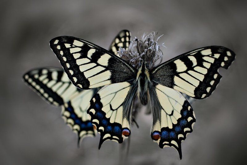 butterfliesphoto preview