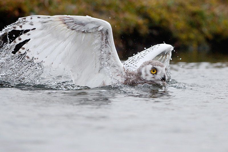 А Вы видели, как плавают совы?photo preview