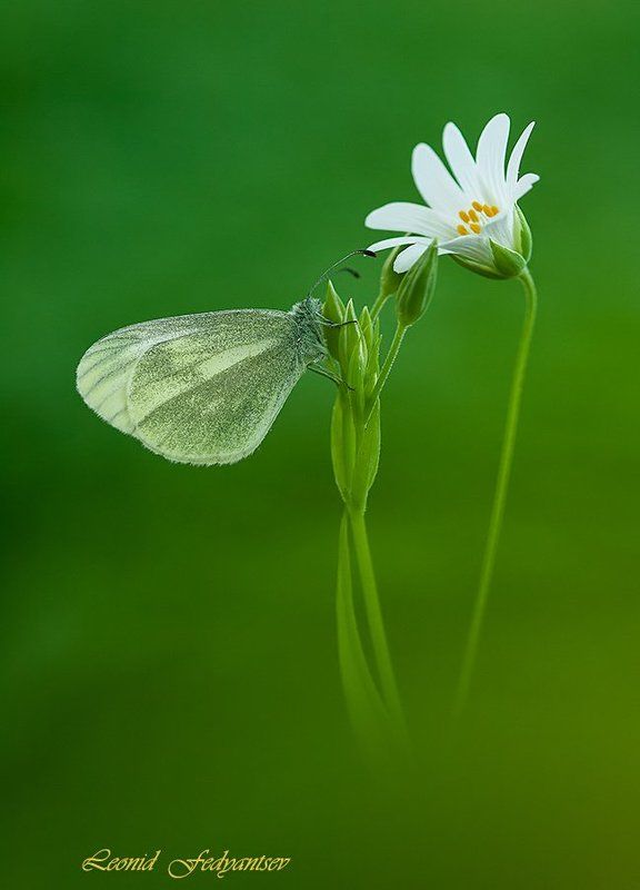 Весенний лесной этюдphoto preview