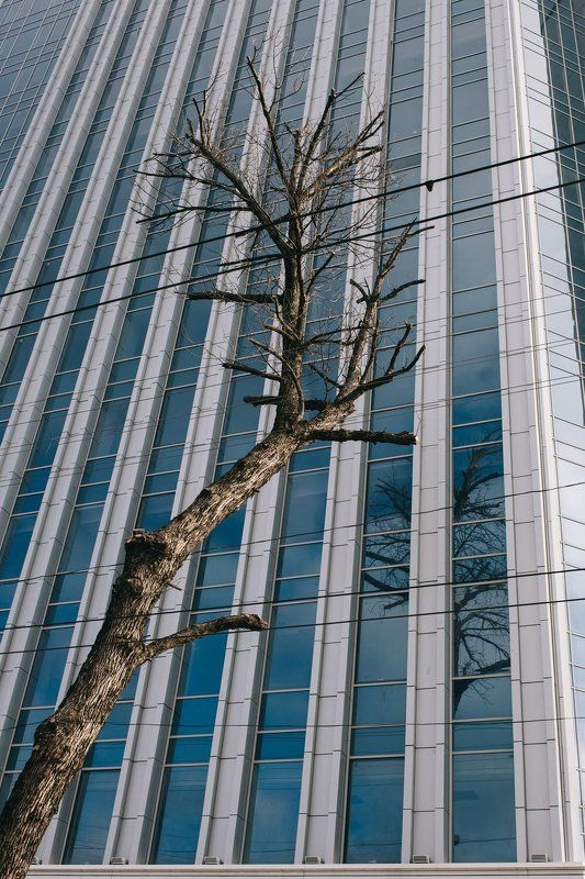 краснодар, дерево, стекло, металл, провода photo preview