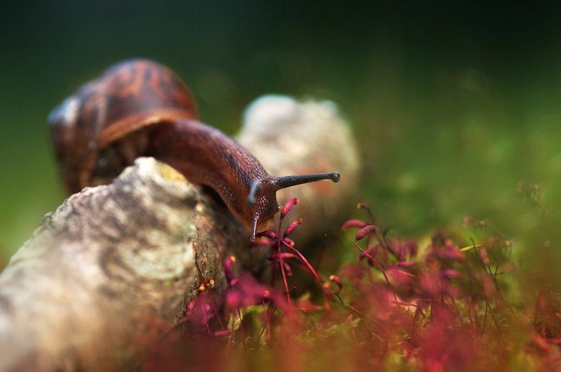 Про улиткуphoto preview