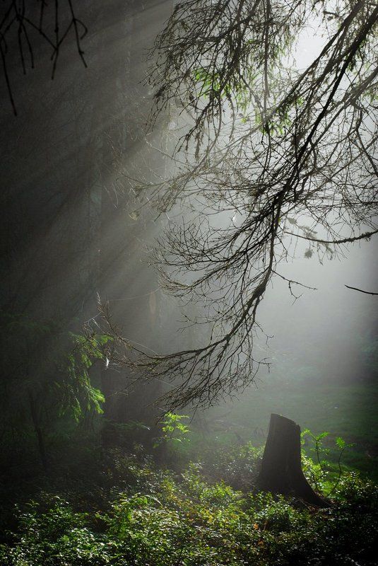 Sunny beamsphoto preview