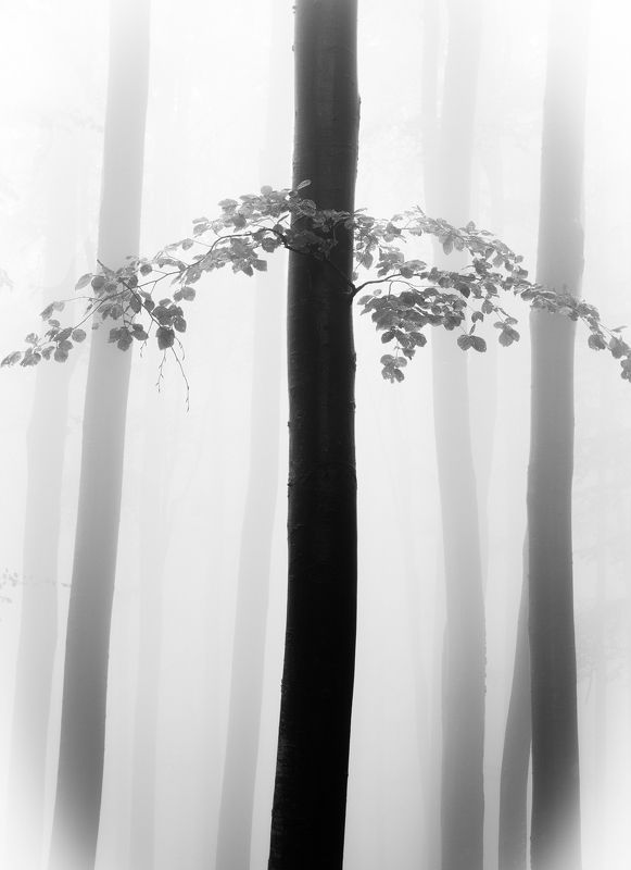 The arrowphoto preview