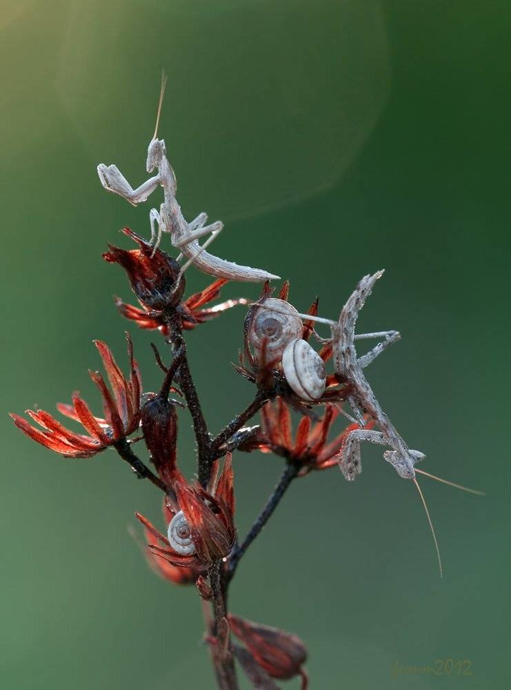 3+2. БОГОМОЛЫ. УЛИТКИ.. Автор: Игорь ФУММ , Игорь ФУММ