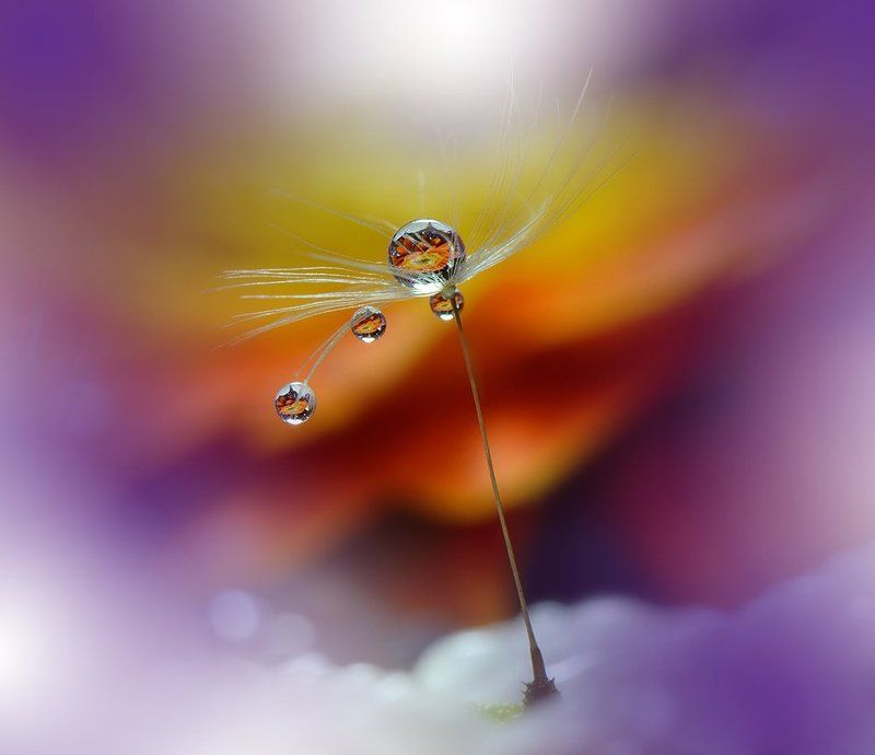Close-up, Dandelion, Drop, Macro, Reflection ``o``o``o``photo preview
