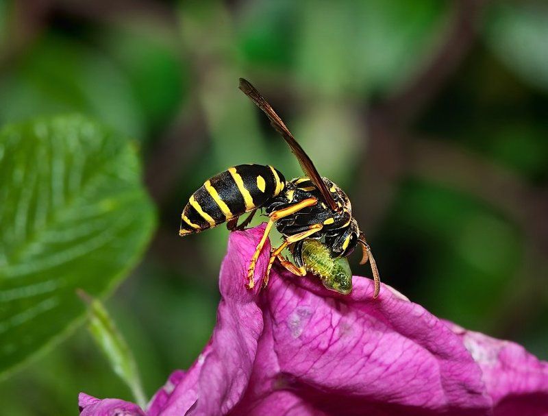 Охотник за тлёй ...photo preview