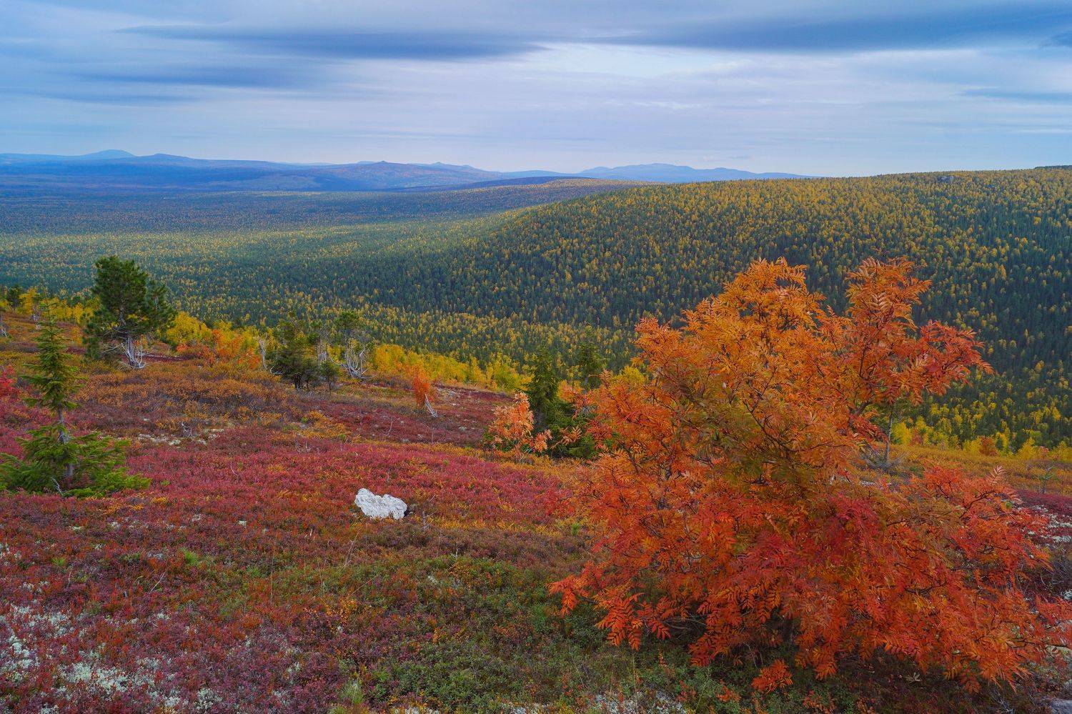 Осеннее цветение горной тундры. Автор: Квасов Виктор , Квасов Виктор
