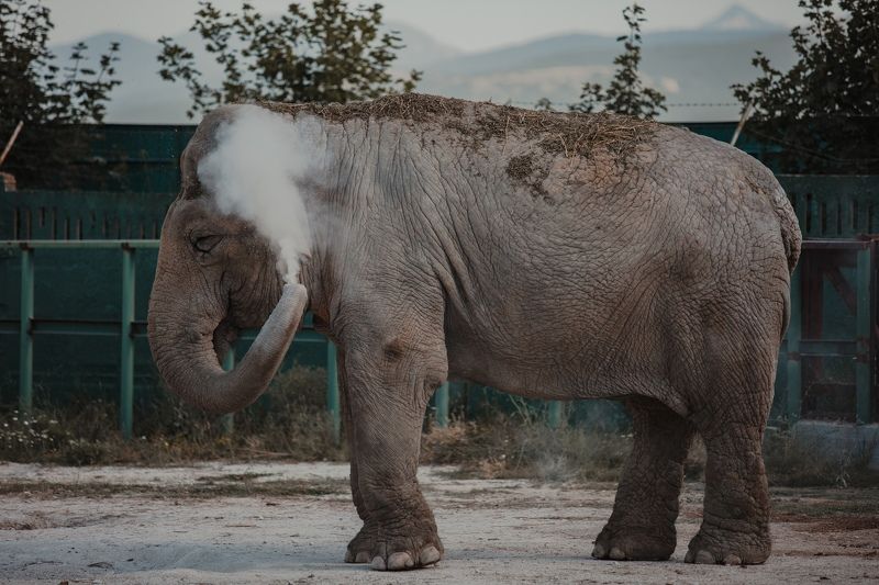 elephant Elephantphoto preview