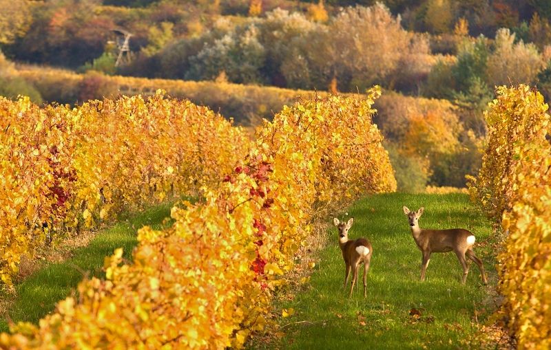 south moravia Models from the vineyardphoto preview