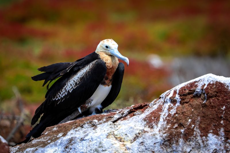 Female Great Frigatebird (Fregata minor), North Seymour island фото превью