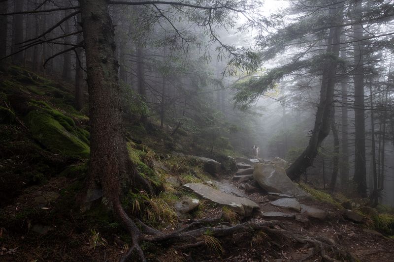 Карпаты Дземброня Встреча в лесуphoto preview