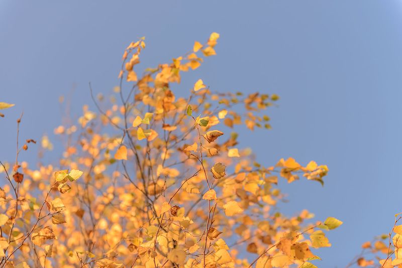 октябрь теплого цвета перед зимойphoto preview