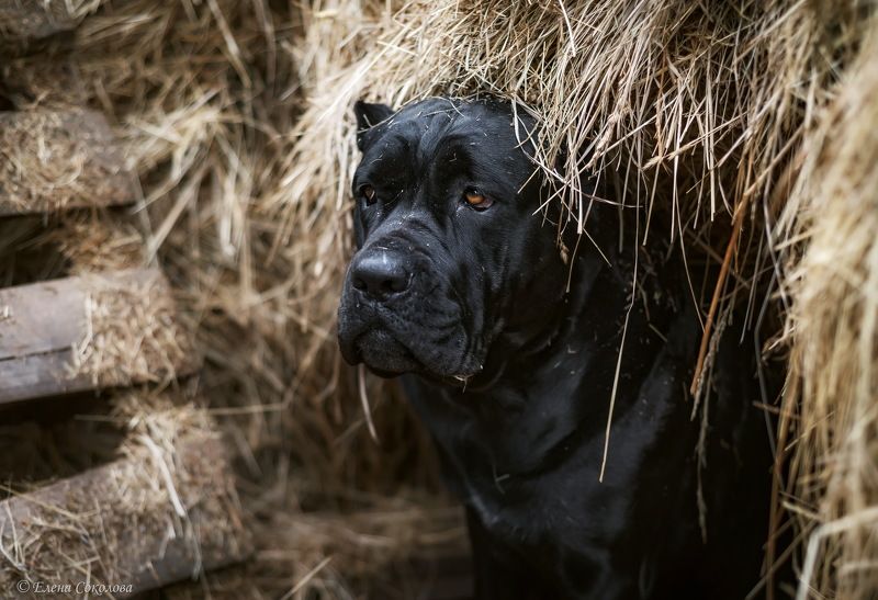 собака, животные, потрет Старый пёсphoto preview