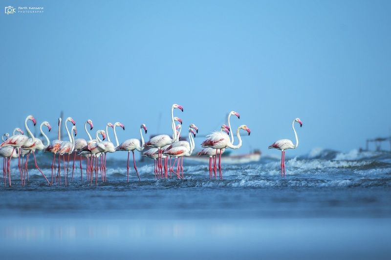 greater flamingo, phoenicopterus roseus, grk, greater rann of kutch, nature, 35awards, 35photo, wildlife, birds, birds of india, parth kansara, parth kansara wildlife, indian wildlife, photo, photography, kutch, birds of kutch, nakhatrana, kutch wildlife, Greater Flamingo (Phoenicopterus roseus)photo preview