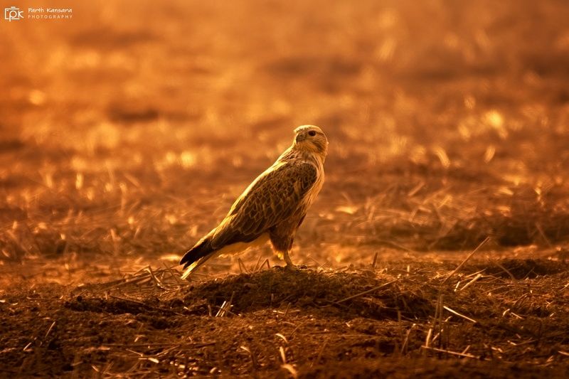 long legged buzzard, buteo rufinus, grk, greater rann of kutch, nature, 35awards, 35photo, wildlife, birds, birds of india, parth kansara, parth kansara wildlife, indian wildlife, photo, photography, kutch, birds of kutch, nakhatrana, kutch wildlife, Long-legged Buzzard (Buteo rufinus) фото превью