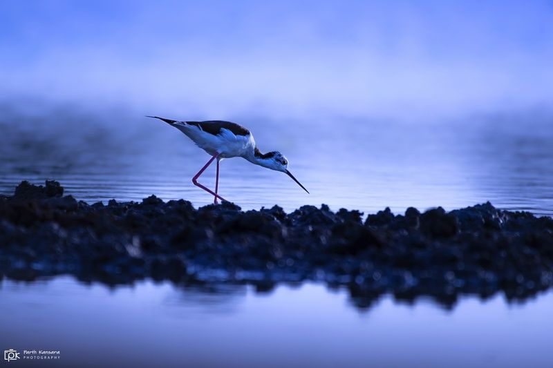 black-winged stilt, himantopus himantopus ,grk, greater rann of kutch, nature, 35awards, 35photo, wildlife, birds, birds of india, parth kansara, parth kansara wildlife, indian wildlife, photo, photography, kutch, birds of kutch, nakhatrana, kutch wildlif Black-winged Stilt (Himantopus himantopus)photo preview