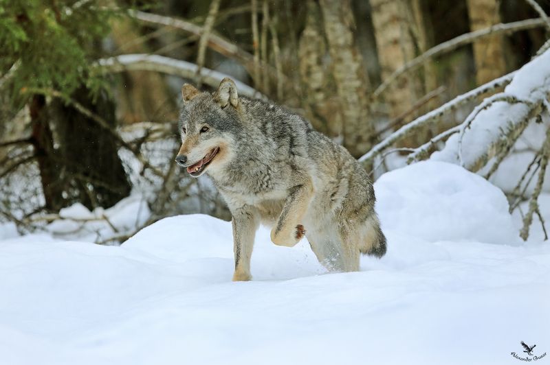 волк Серый.photo preview