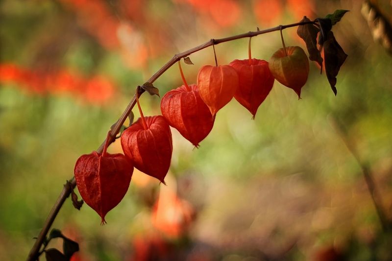 Оранжевая песняphoto preview