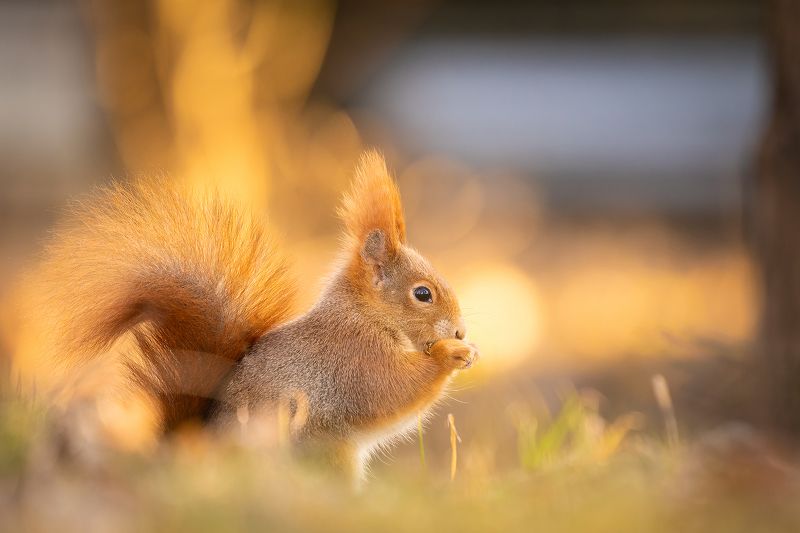 Squirrelphoto preview