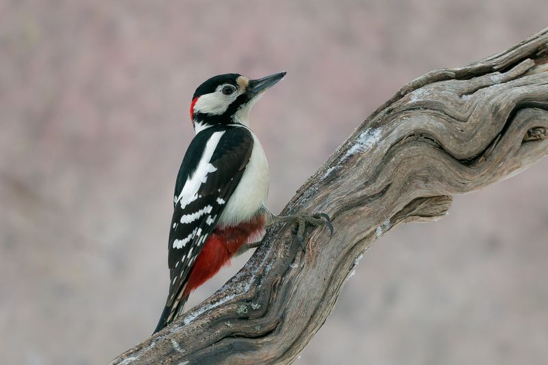 Большой пестрый дятелphoto preview