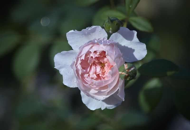 Самая нежная и поэтичная роза, с таким же красивым названием -  Джульетта ! Мой Сад. Москваphoto preview