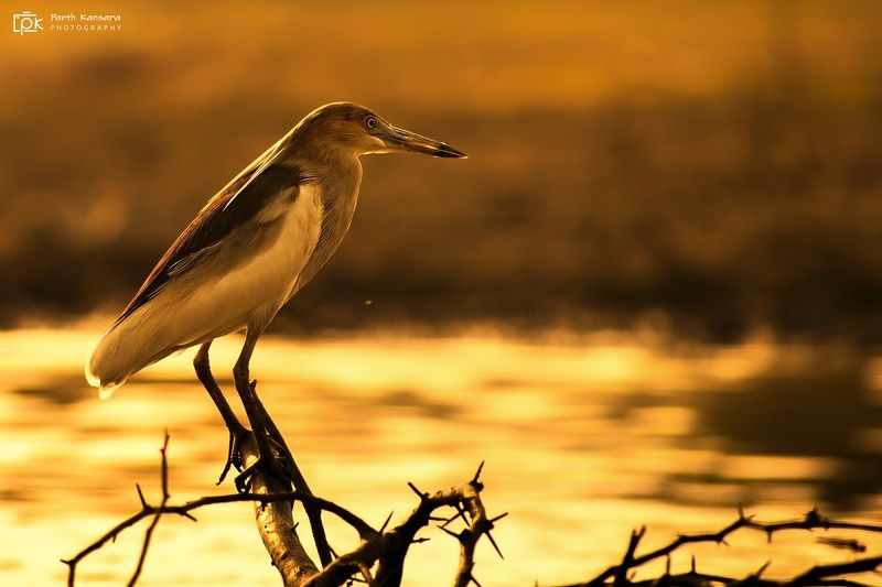 indian pond-heron, ardeola grayii , grk, greater rann of kutch, nature, 35awards, 35photo, wildlife, birds, birds of india, parth kansara, parth kansara wildlife, indian wildlife, photo, photography, kutch, birds of kutch, nakhatrana, kutch wildlife, Indian Pond-Heron (Ardeola grayii)photo preview