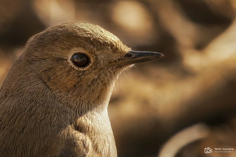 black redstart, phoenicurus ochruros , grk, greater rann of kutch, nature, 35awards, 35photo, wildlife, birds, birds of india, parth kansara, parth kansara wildlife, indian wildlife, photo, photography, kutch, birds of kutch, nakhatrana, kutch wildlife, Black Redstart (Phoenicurus ochruros)photo preview