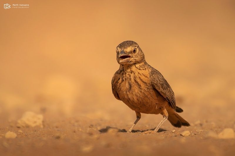 rufous-tailed lark, ammomanes phoenicura, grk, greater rann of kutch, nature, 35awards, 35photo, wildlife, birds, birds of india, parth kansara, parth kansara wildlife, indian wildlife, photo, photography, kutch, birds of kutch, nakhatrana, kutch wildlife Rufous-tailed Lark (Ammomanes phoenicura)photo preview
