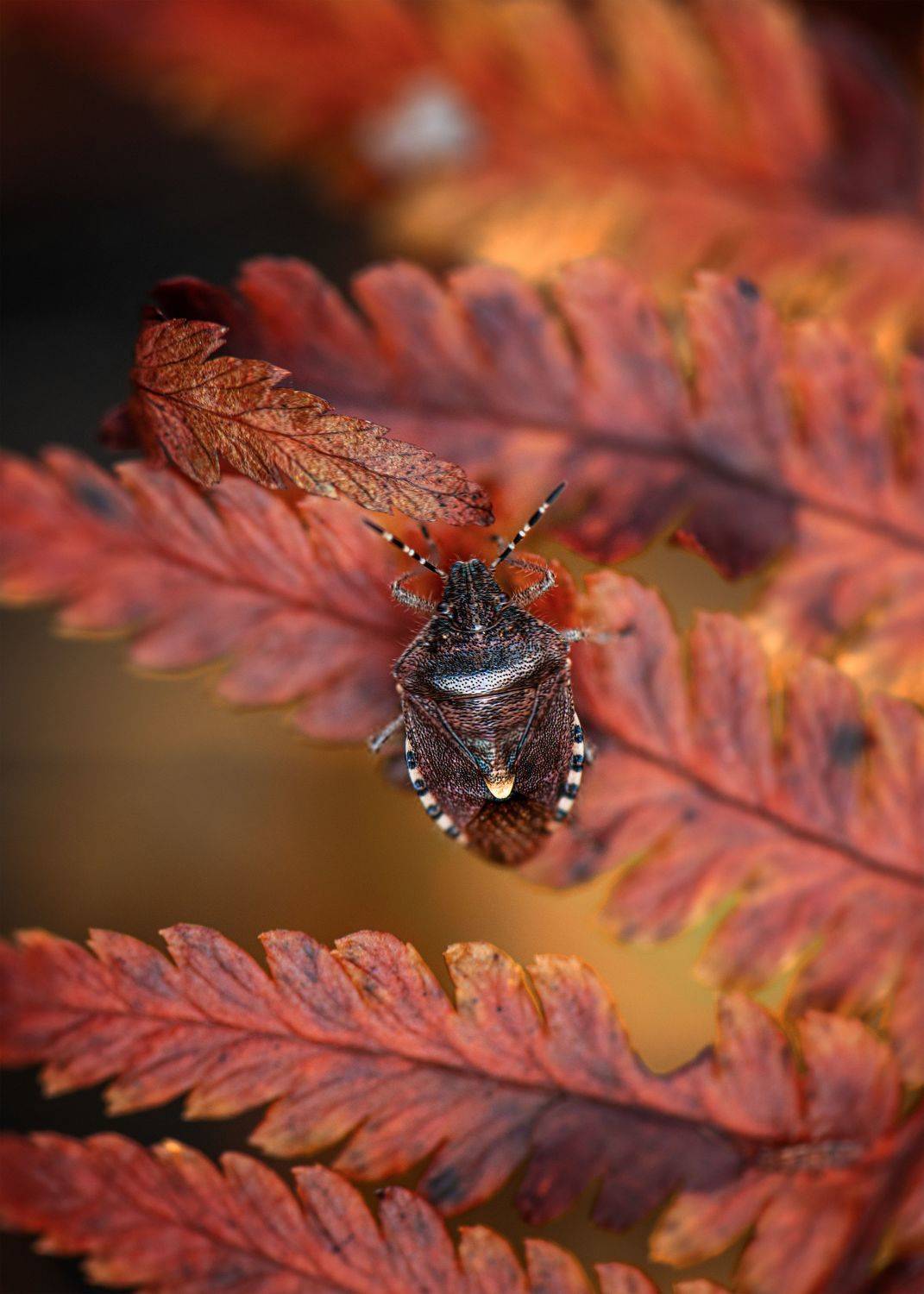 ***. Автор: Третьякова Анастасия папоротник макро клоп, Третьякова Анастасия