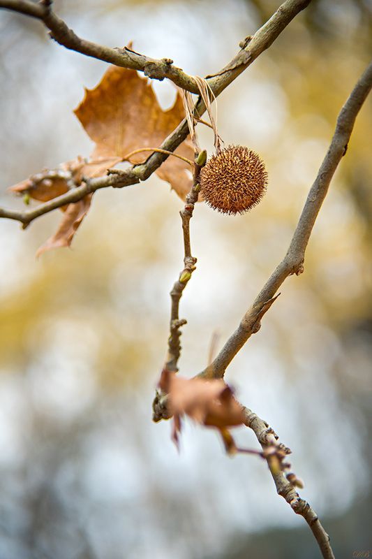 autumn, close-up, color, colors, color image, macro, nature, photography, Autumn Detailsphoto preview