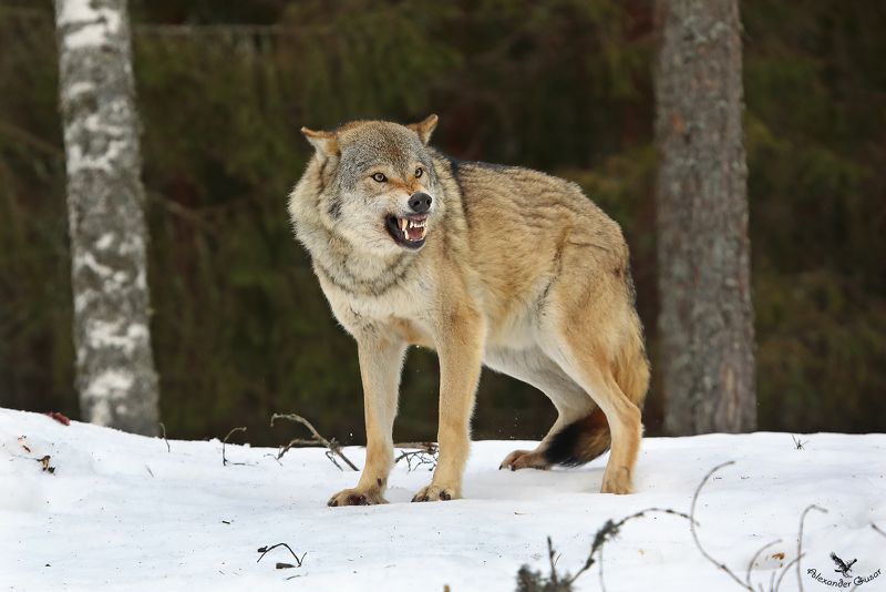 Волчий оскал.photo preview