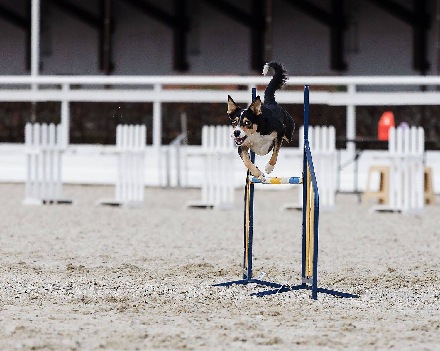 В полёте. Автор: Yulia Stukalova собака, соревнования,спорт, аджилити, dog, competition, jump, sport, Yulia Stukalova