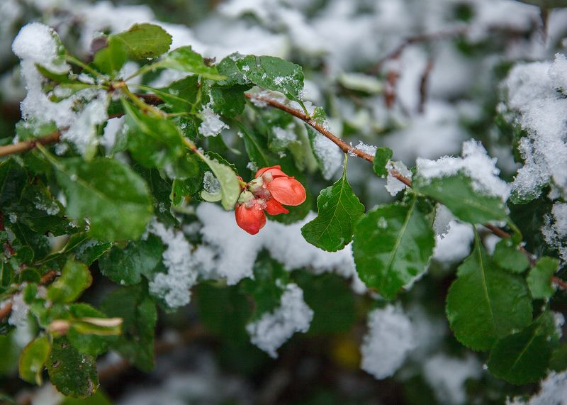 снег, листья, природа, сибирь, первый снег Первый снегphoto preview