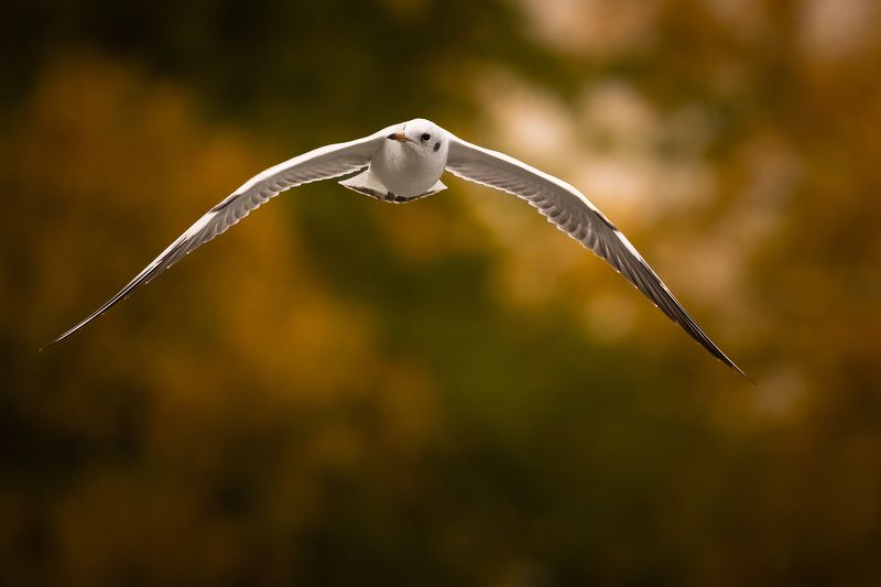 Gull фото превью