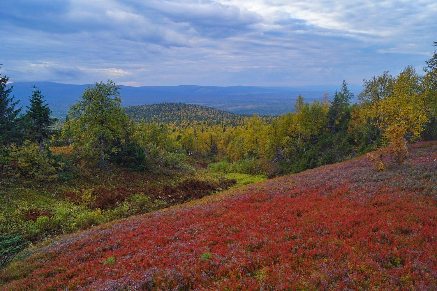Осеннее цветение горной тундры. Автор: Квасов Виктор , Квасов Виктор