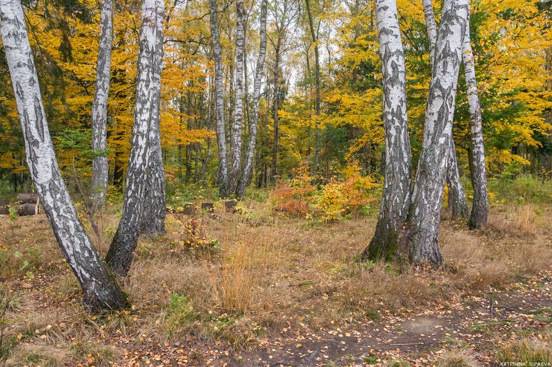 природа, осень, лес, пейзаж photo preview