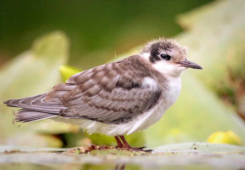 крачка, птицы, птенец, birds, птица, хотча Птенец болотной крачкиphoto preview