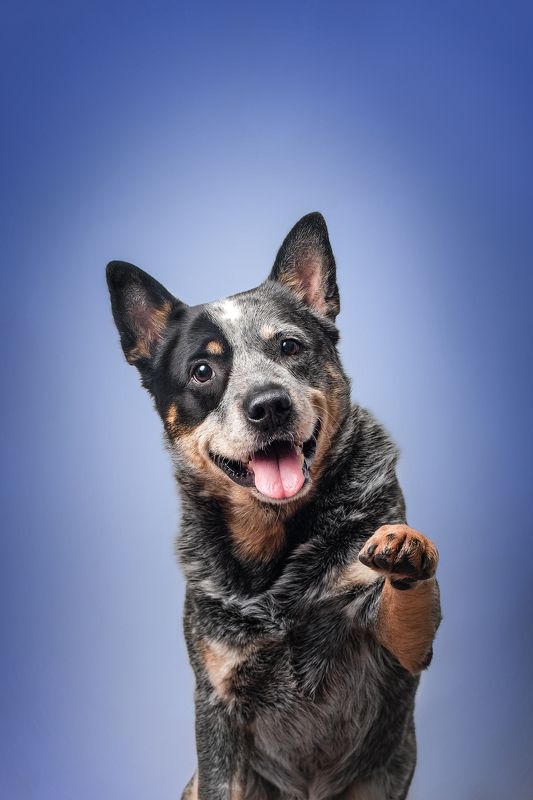 Дай лапуphoto preview